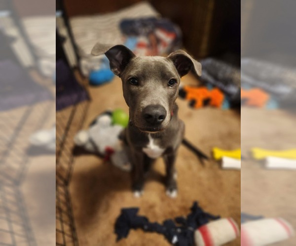 Medium Photo #2 American Pit Bull Terrier-Unknown Mix Puppy For Sale in Minneapolis, MN, USA