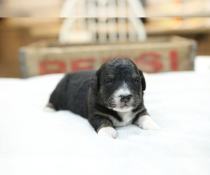 Bernedoodle-Poodle (Miniature) Mix Puppy for sale in GOSHEN, IN, USA
