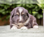 Puppy Carolyn Australian Shepherd