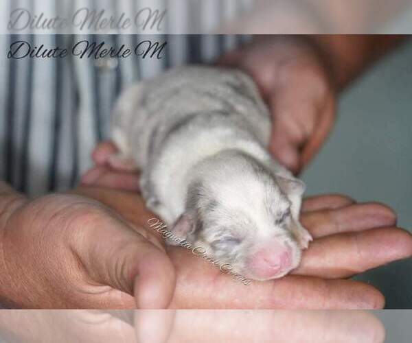 Medium Photo #3 Pembroke Welsh Corgi Puppy For Sale in ANDALUSIA, AL, USA