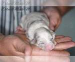 Small Photo #3 Pembroke Welsh Corgi Puppy For Sale in ANDALUSIA, AL, USA