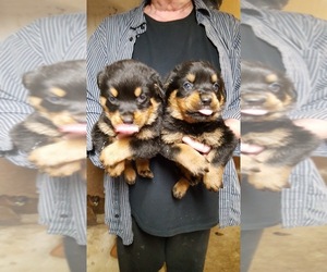 Rottweiler Puppy for sale in ROCHESTER, IN, USA