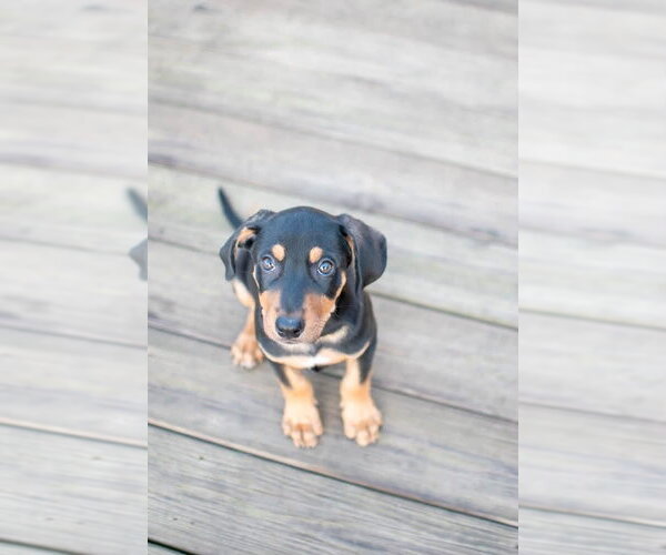 Medium Photo #2 Mutt Puppy For Sale in Germantown, OH, USA