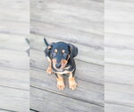 Small #1 Mutt