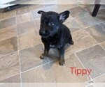 Small Photo #4 German Shepherd Dog Puppy For Sale in LUCERNE, IN, USA