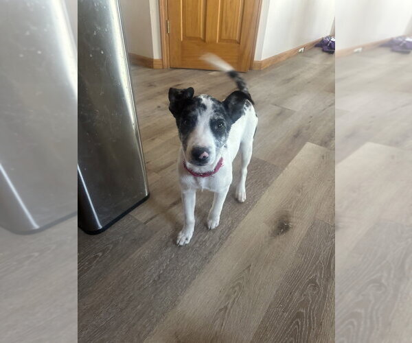 Medium Photo #8 Border Collie-Unknown Mix Puppy For Sale in Brewster, NY, USA