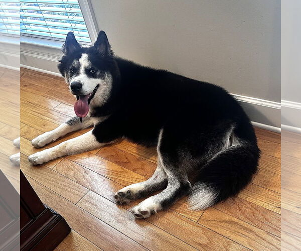 Medium Photo #5 Siberian Husky Puppy For Sale in McDonough, GA, USA