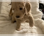 Small Photo #4 Goldendoodle Puppy For Sale in CARMICHAEL, CA, USA
