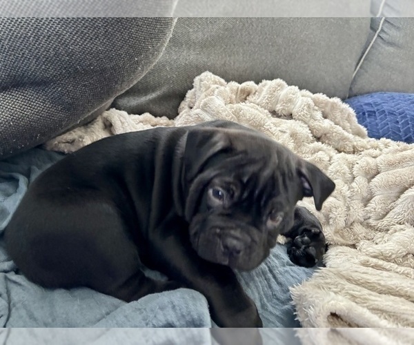 Medium Photo #5 Bulldog Puppy For Sale in OXNARD, CA, USA
