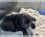 Small Photo #5 Bulldog Puppy For Sale in OXNARD, CA, USA
