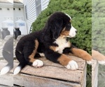 Small #3 Bernese Mountain Dog