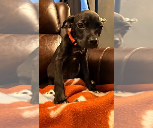 Medium Photo #3 Chihuahua-Unknown Mix Puppy For Sale in Maryville, TN, USA