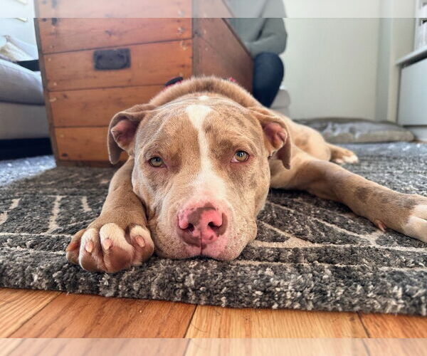 Medium Photo #6 American Bulldog Puppy For Sale in Brights Grove, Ontario, Canada