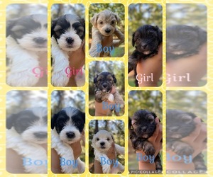 Mal-Shi Puppy for sale in PALESTINE, TX, USA