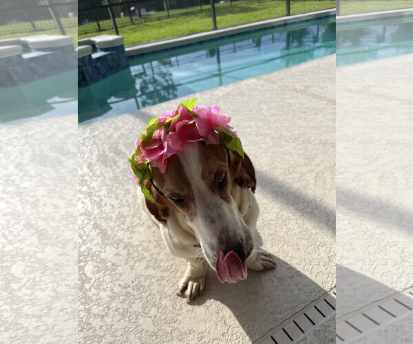 Medium Photo #7 Basset Hound Puppy For Sale in Valrico, FL, USA