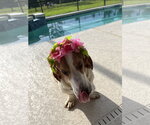 Small #6 Basset Hound