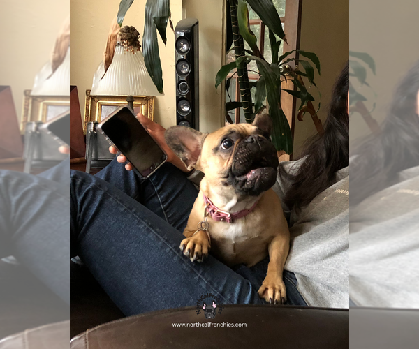 Medium Photo #4 French Bulldog Puppy For Sale in SACRAMENTO, CA, USA
