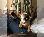 Giselle - Female French Bulldog Puppy for Sale - Photo #4