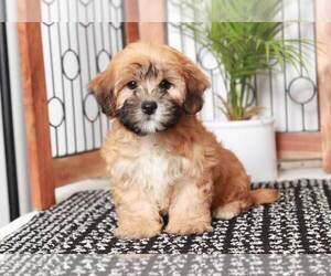 Zuchon Puppy for sale in NAPLES, FL, USA