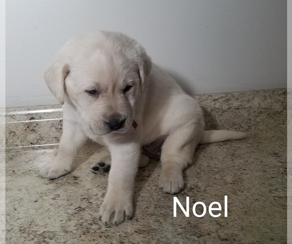 Medium Photo #2 Labrador Retriever Puppy For Sale in CATO, NY, USA