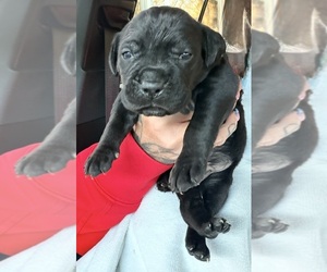 Cane Corso Puppy for sale in ANDERSON, IN, USA