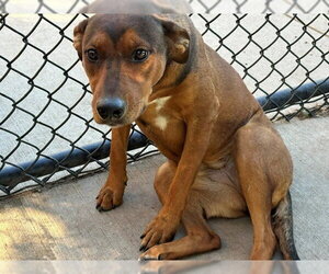 Mutt Dogs for adoption in Tulsa, OK, USA