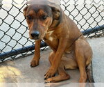 POCHITA - Female Mutt Dog for Adoption - Small photo