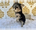 Small Photo #2 Yorkshire Terrier Puppy For Sale in HAYWARD, CA, USA