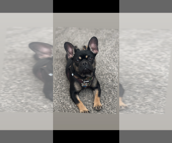 Medium Photo #1 French Bulldog Puppy For Sale in MARICOPA, AZ, USA