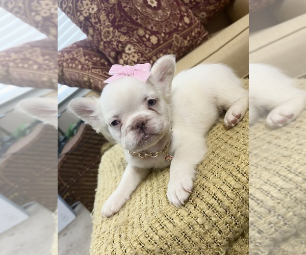 Medium Photo #4 French Bulldog Puppy For Sale in SNELLVILLE, GA, USA