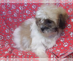 Zuchon Puppy for sale in PATERSON, NJ, USA