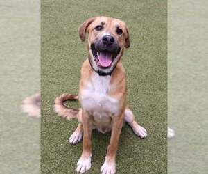 Black Mouth Cur-Unknown Mix Dogs for adoption in Rockaway, NJ, USA