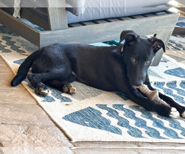 Medium Photo #4 Labrador Retriever-Unknown Mix Puppy For Sale in MECHANICSBURG, PA, USA