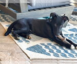 Small #3 Labrador Retriever Mix
