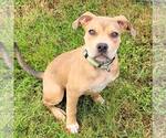 Small #7 American Staffordshire Terrier Mix