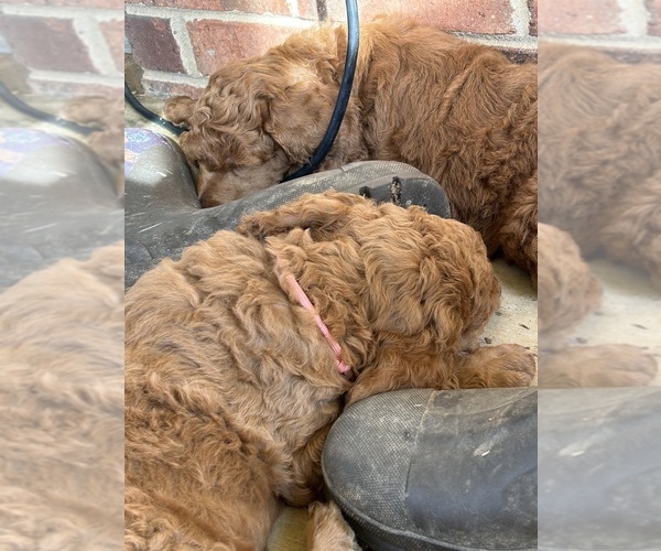 Medium Photo #5 Poodle (Standard) Puppy For Sale in ROCK HILL, SC, USA