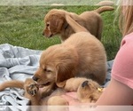 Small Photo #7 Golden Retriever Puppy For Sale in WOODSTOCK, CT, USA