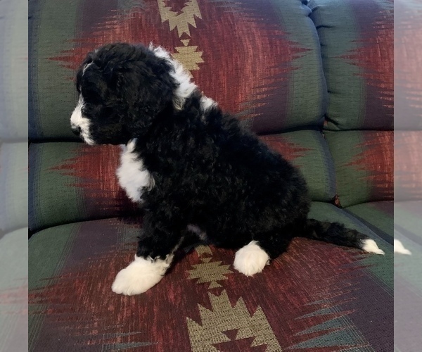 Medium Photo #2 Bernedoodle Puppy For Sale in REBERSBURG, PA, USA