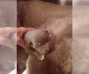 Alaskan Husky Puppy for sale in SOUTH ZANESVILLE, OH, USA