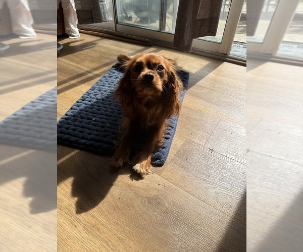 Medium Photo #1 Cavalier King Charles Spaniel Puppy For Sale in KANSAS CITY, MO, USA
