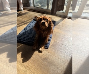 Father of the Cavalier King Charles Spaniel puppies born on 05/10/2026