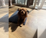 Small Photo #1 Cavalier King Charles Spaniel Puppy For Sale in KANSAS CITY, MO, USA