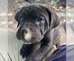 Small #1 Cane Corso