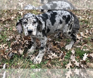 Great Dane Puppy for sale in SOUTH BOSTON, VA, USA