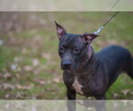 Small #12 Labrador Retriever Mix