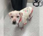 Small #4 Mutt