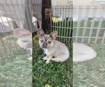 Small #2 French Bulldog