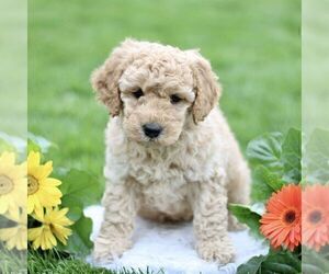 Goldendoodle (Miniature) Puppy for sale in RONKS, PA, USA