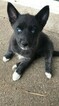 Small Photo #2 Pomsky Puppy For Sale in MIDDLETOWN, OH, USA