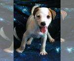 Small #13 Greyhound-Labrador Retriever Mix